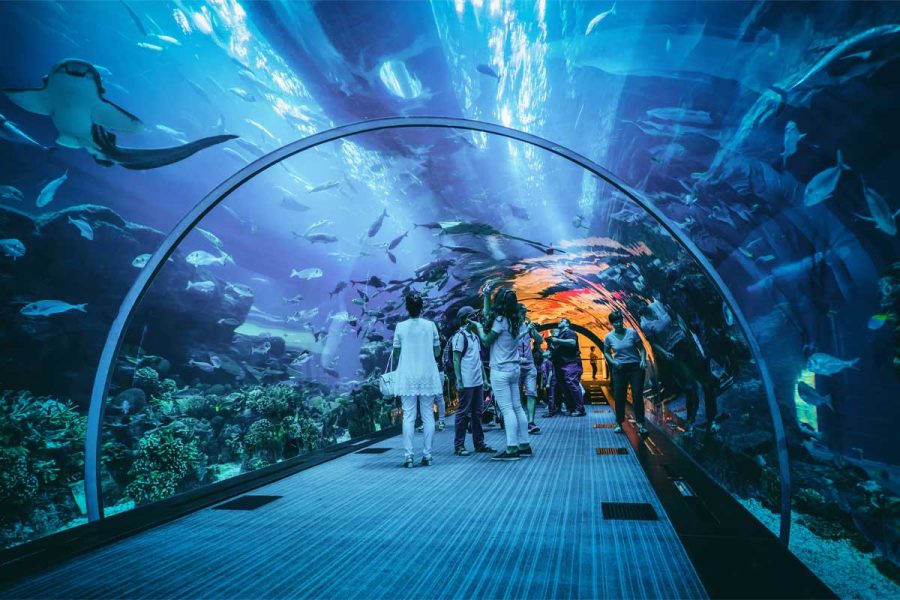 dubai aquarium underwater zoo