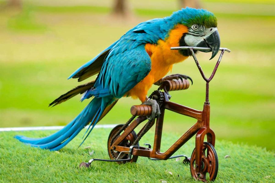 creek park exotic bird show