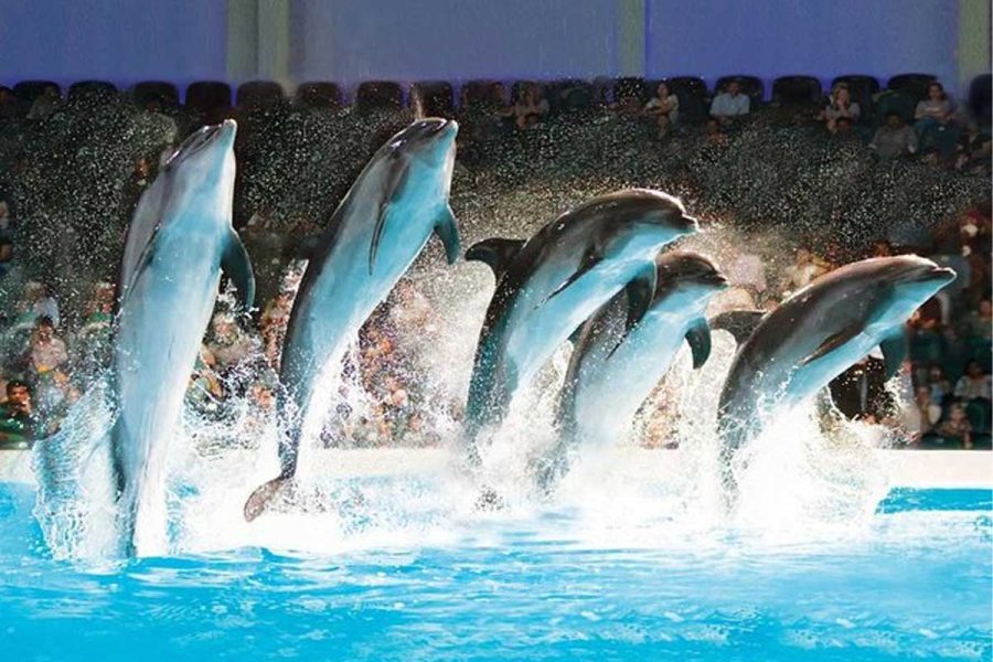 dolphin and seal show